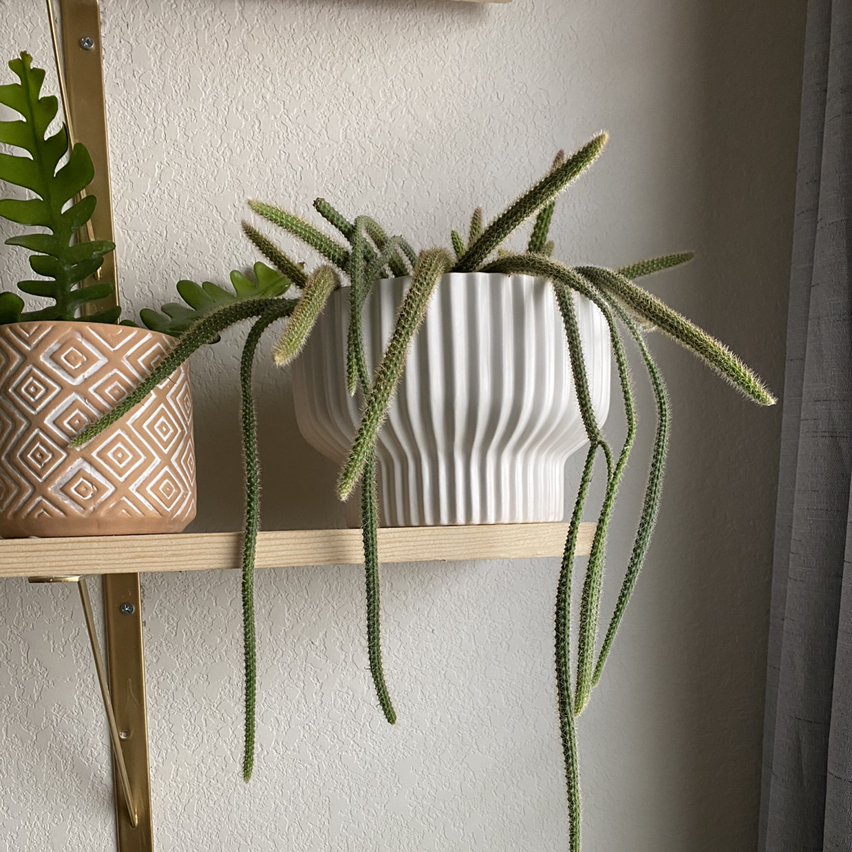 Rat Tail Cactus in a white pot on a wooden shelf, with another plant in a separate pot.