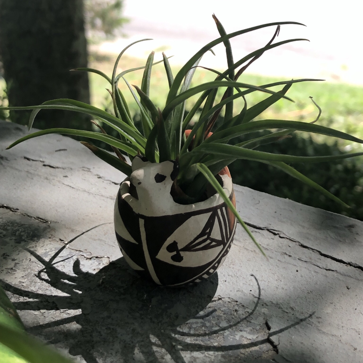 Photo of the plant species Pink Quill Plant by @cshears named Gon on Greg, the plant care app