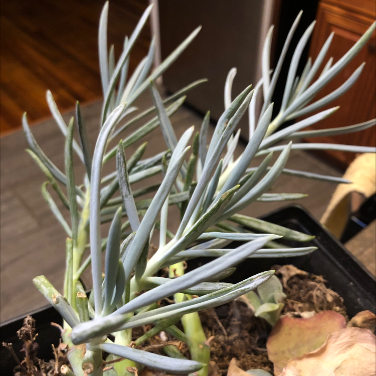 Narrow-Leaf Chalk Sticks plant in a pot with visible soil and healthy elongated leaves.