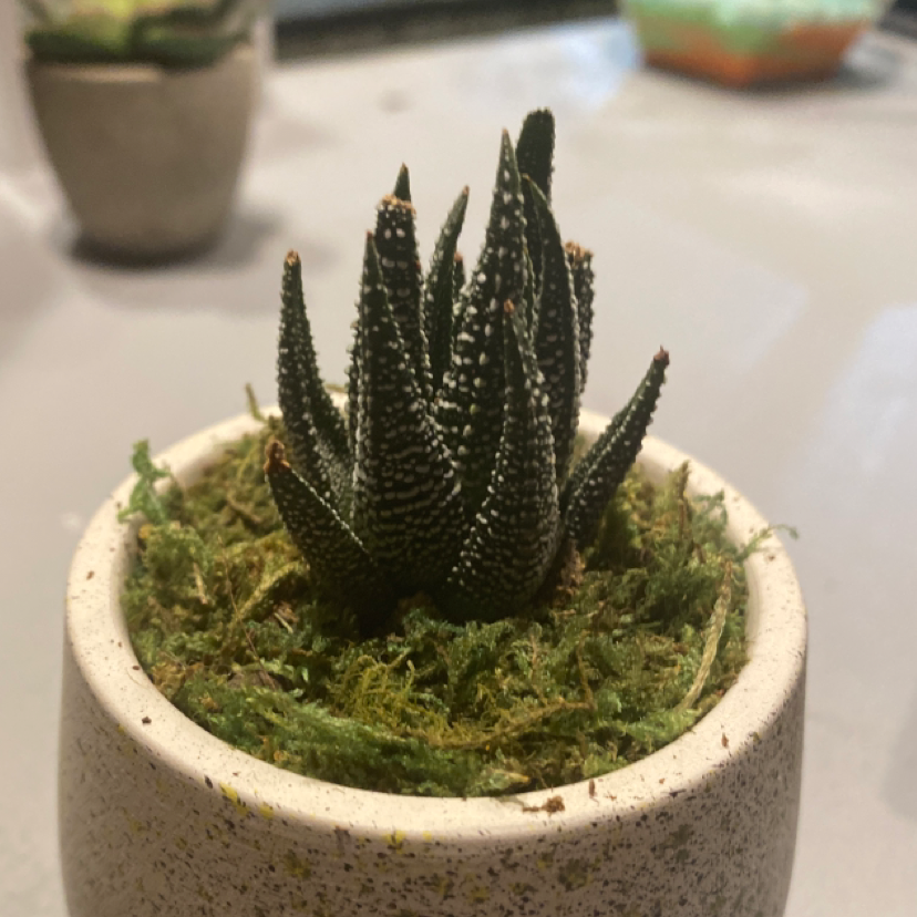 Zebra Plant plant photo by @Canaanhogan named Hermes on Greg, the plant care app.
