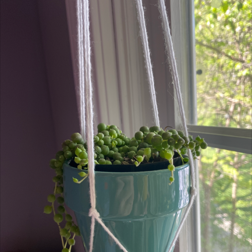 String of Pearls plant photo by @Canaanhogan named Takashi on Greg, the plant care app.