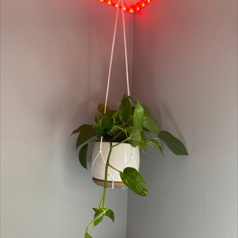 Taro Vine plant photo by @Canaanhogan named Aria on Greg, the plant care app.