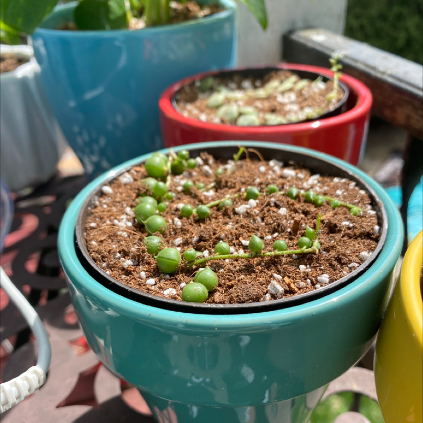 String of Pearls plant photo by @Canaanhogan named Chanel on Greg, the plant care app.