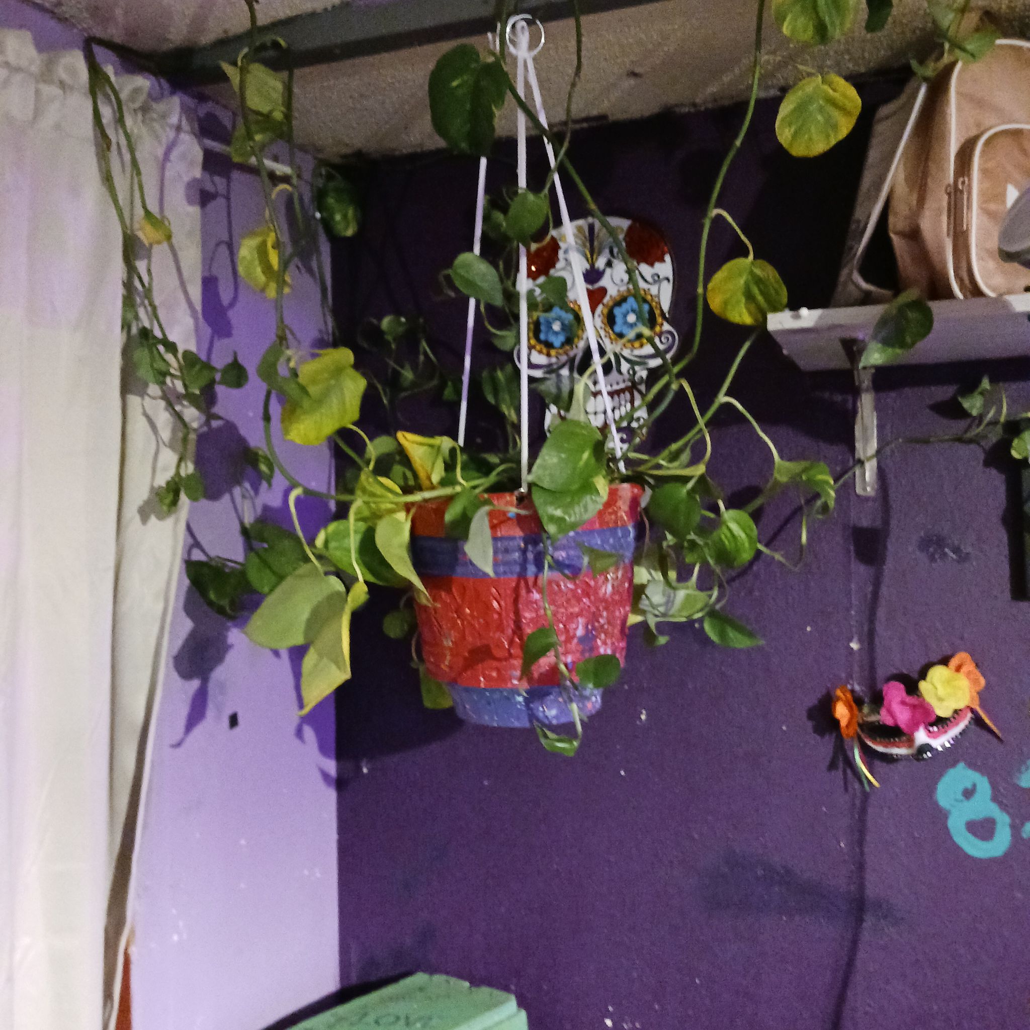 Photo of the plant species pothos by @ContentlyHoya named Potho on Greg, the plant care app