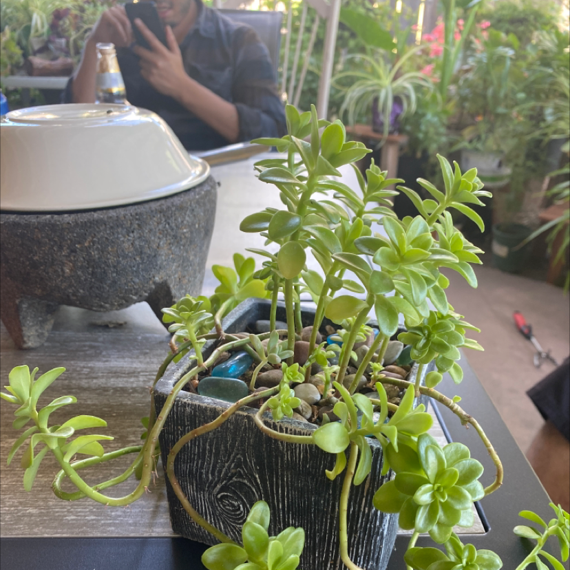 Palmer's Sedum plant in a small pot with vibrant green leaves, background includes a person and other plants.