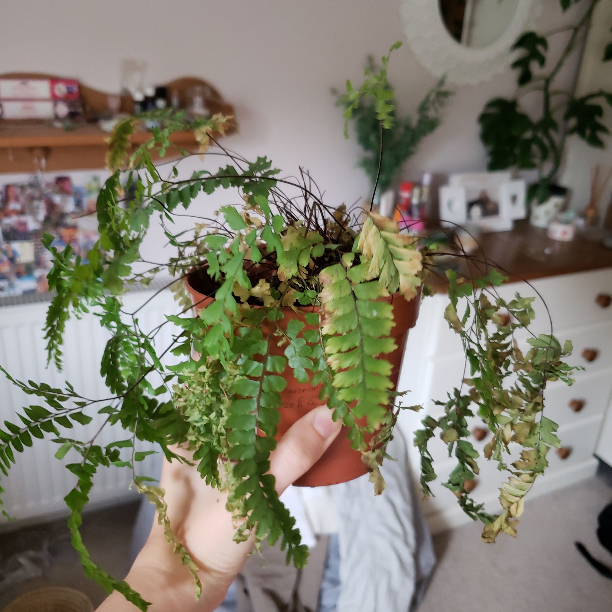 Northern Maidenhair Fern in a pot, showing signs of yellowing and browning, held by a hand.