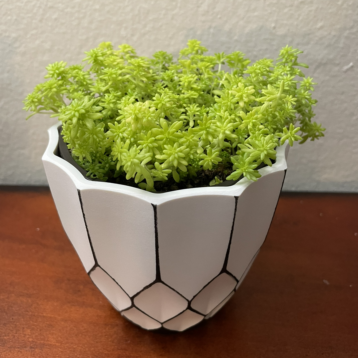 Potted Spanish Stonecrop plant with green succulent leaves in a decorative pot.