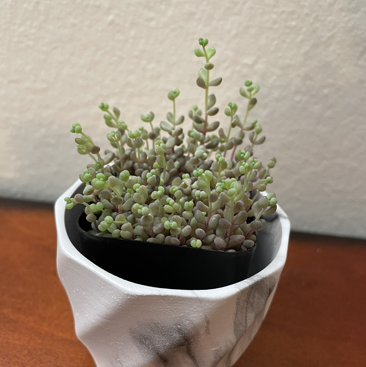 Corsican Stonecrop succulent in a decorative pot, appears healthy with plump green leaves.