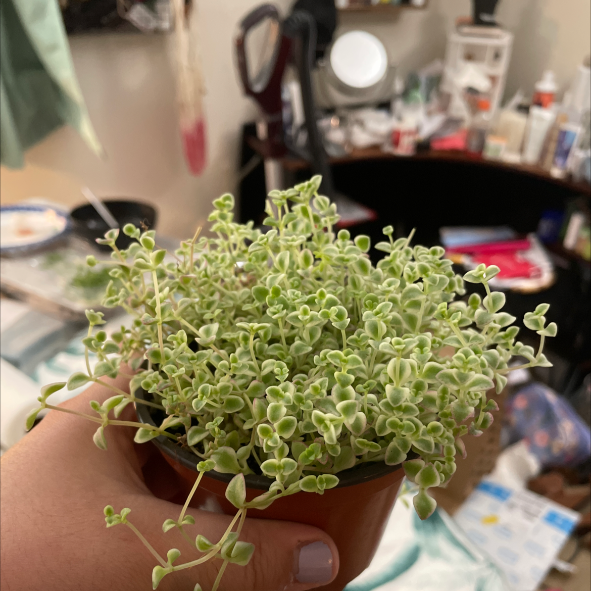 Photo of the plant species Crassula 'Petite Bicolor' by @shelbymary named Little Missy on Greg, the plant care app