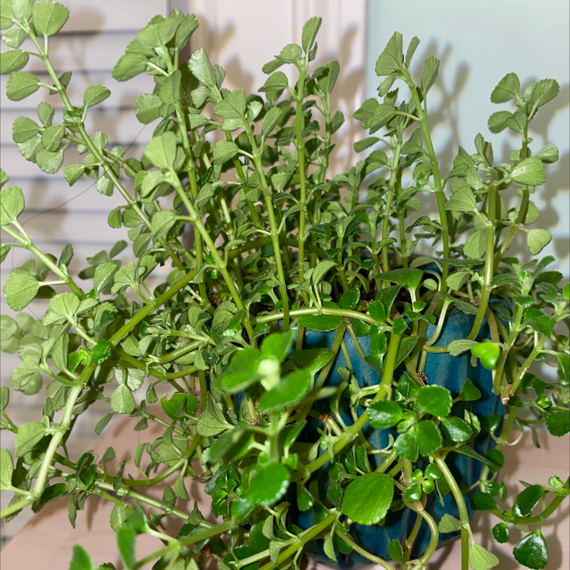 Healthy Pilea Baby Tears plant with vibrant green leaves growing in a small blue ceramic pot, well-framed photo.