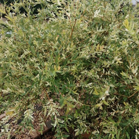 Photo of the plant species flamingo willow by Faithfulemerald named Cliff on Greg, the plant care app