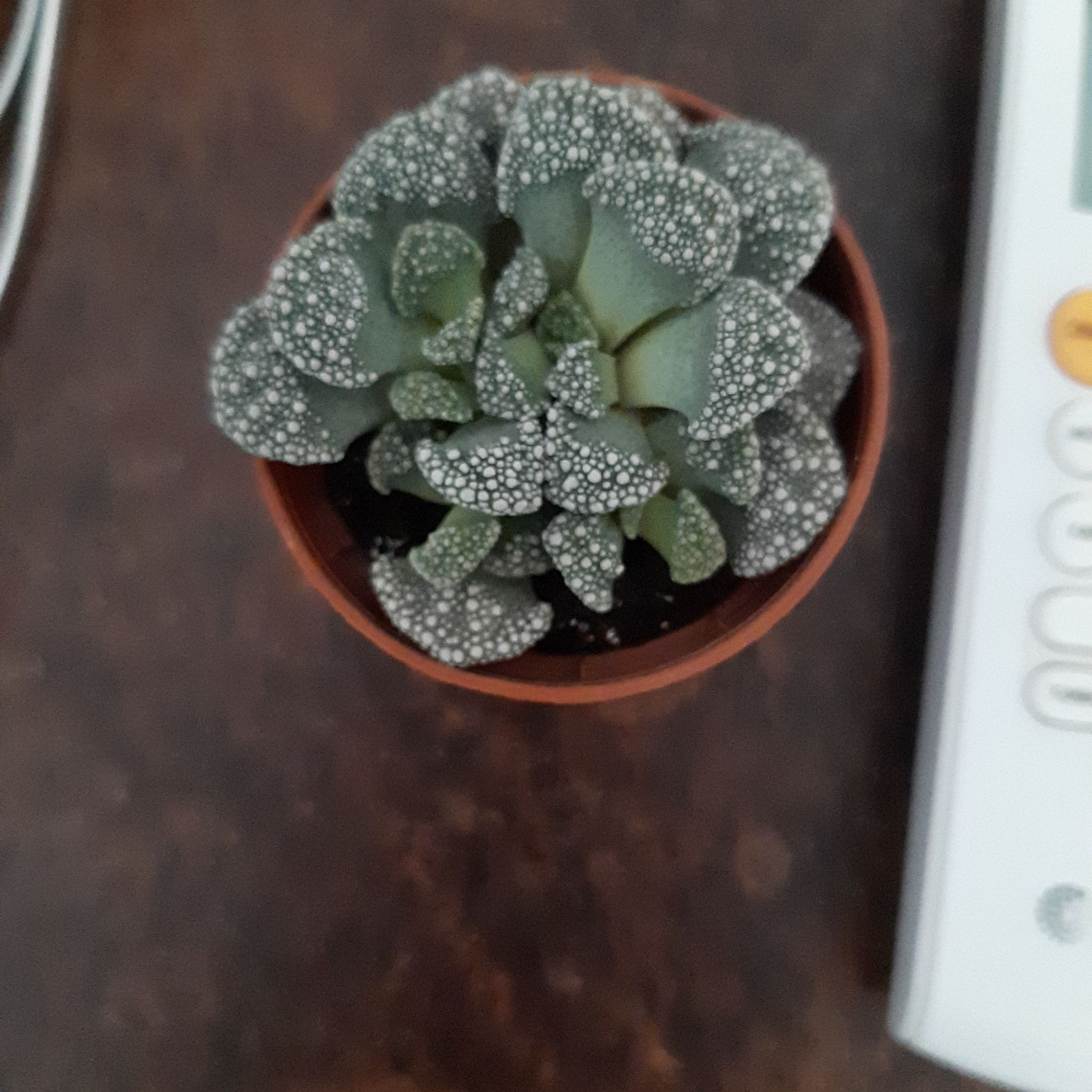 A healthy Concrete Leaf Living Stone succulent in a pot with visible soil.