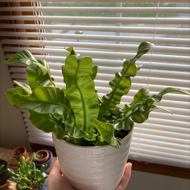 Bird's Nest Fern plant photo by @BeanBoi19 named Chris P. Wavefern on Greg, the plant care app.
