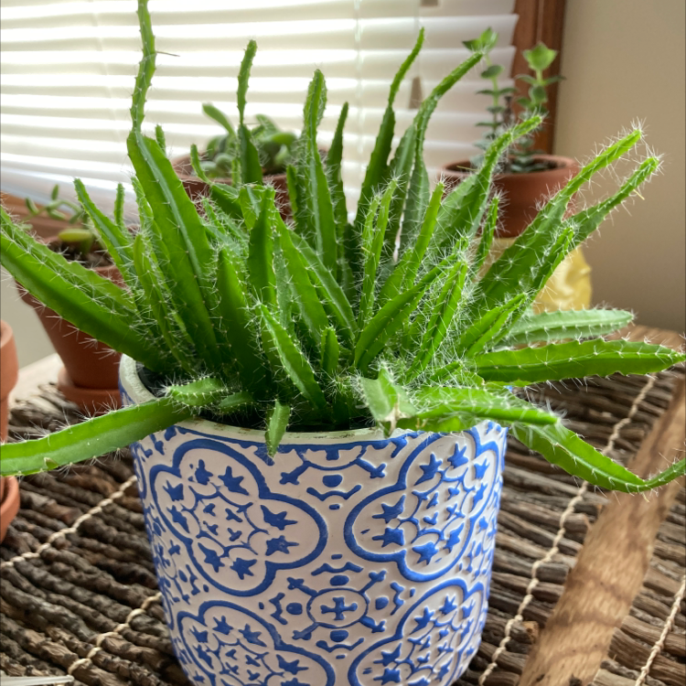 Healthy dragonfruit plant in a decorative pot with vibrant green leaves.