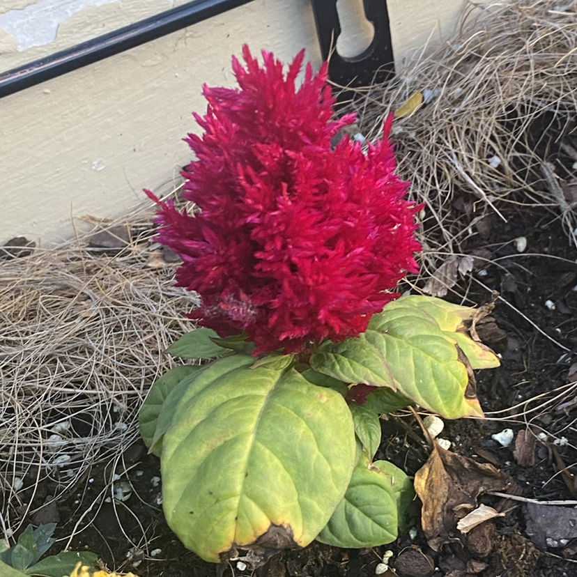 Vibrant red cockscomb flower with feathery plumes and lush green foliage, held by a human hand showing the plant's health and beauty.
