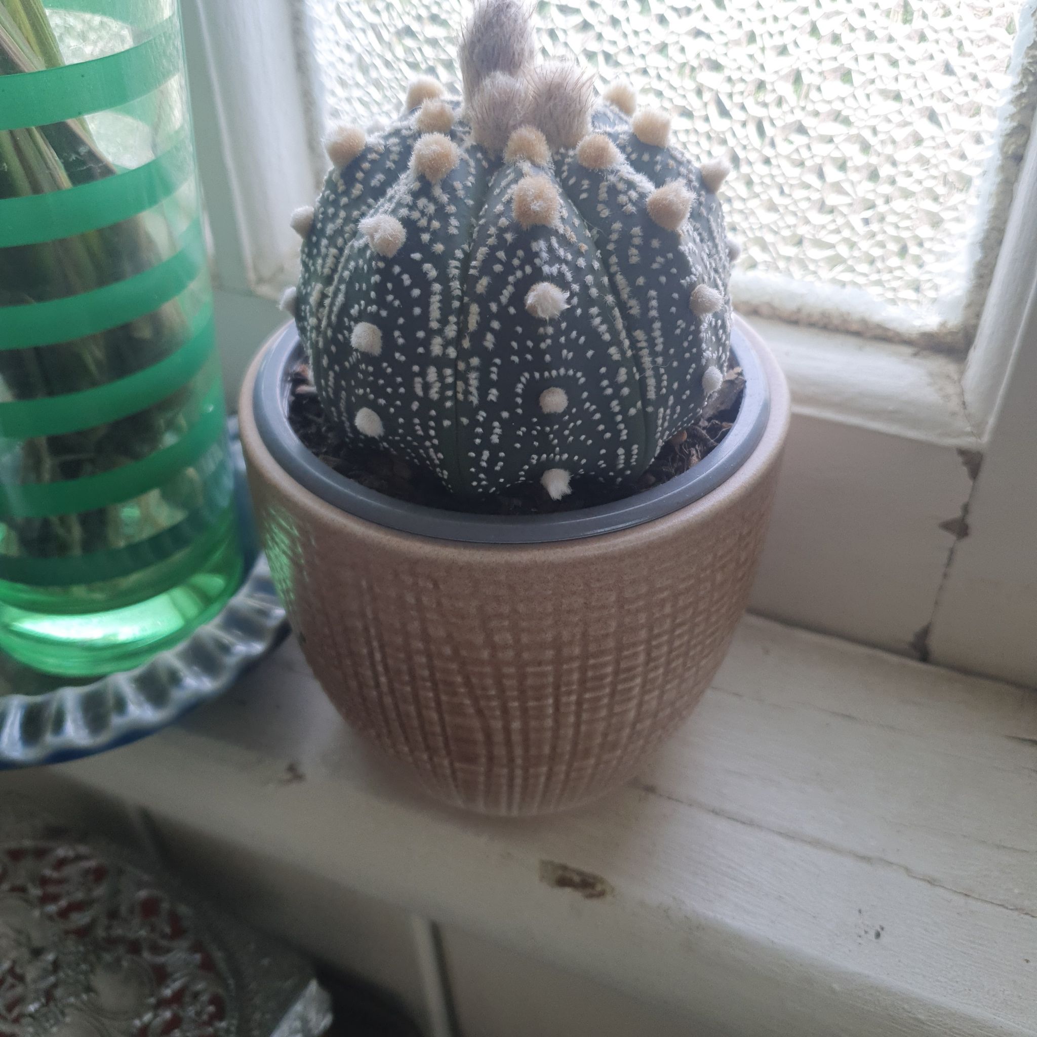 Photo of the plant species Silver Dollar Cactus by @ProphetTyrimnus named Einstein on Greg, the plant care app