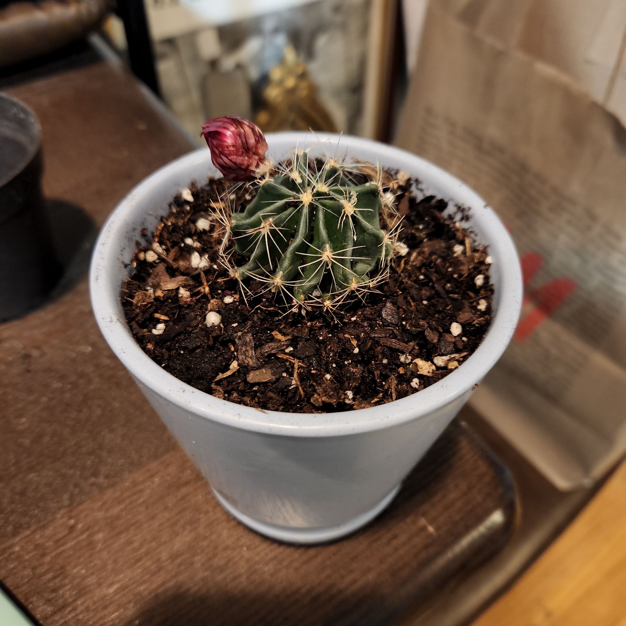 Photo of the plant species Brain Cactus by @SensuousLemon named 🌝 on Greg, the plant care app