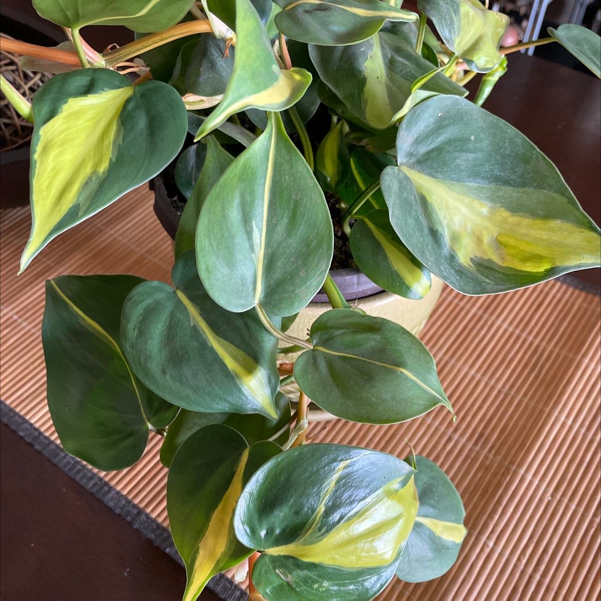 Philodendron Brasil plant with vibrant green leaves and yellow variegation.