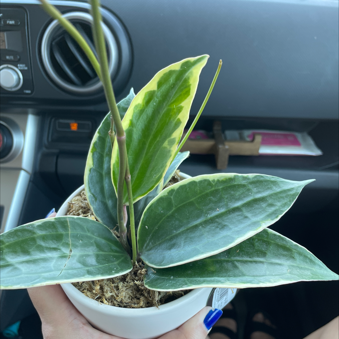 Hoya macrophylla 'Albomarginata' plant in a white pot, held by a person in a car.