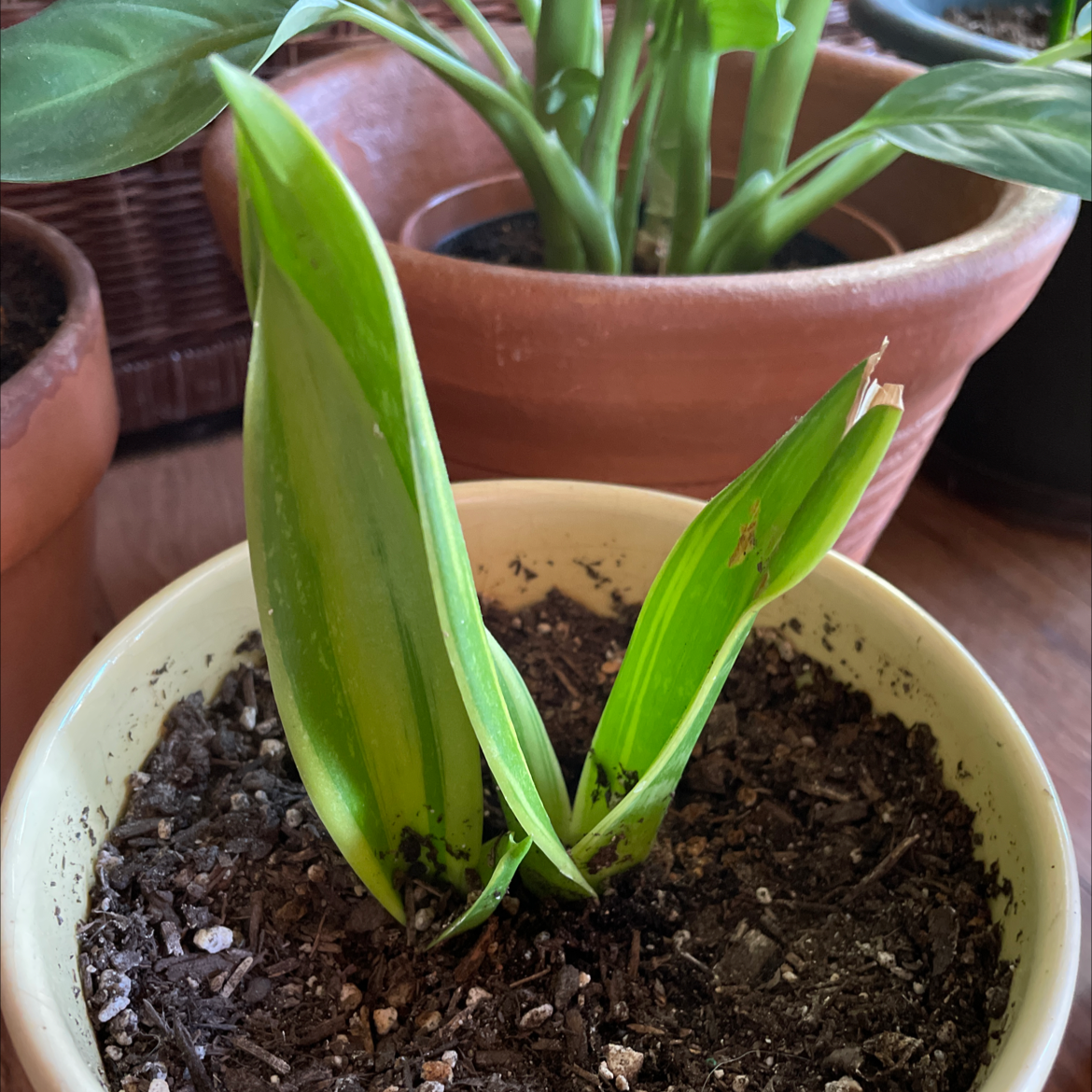 Golden Flame Snake Plant in a pot with visible soil and slight browning on one leaf tip.