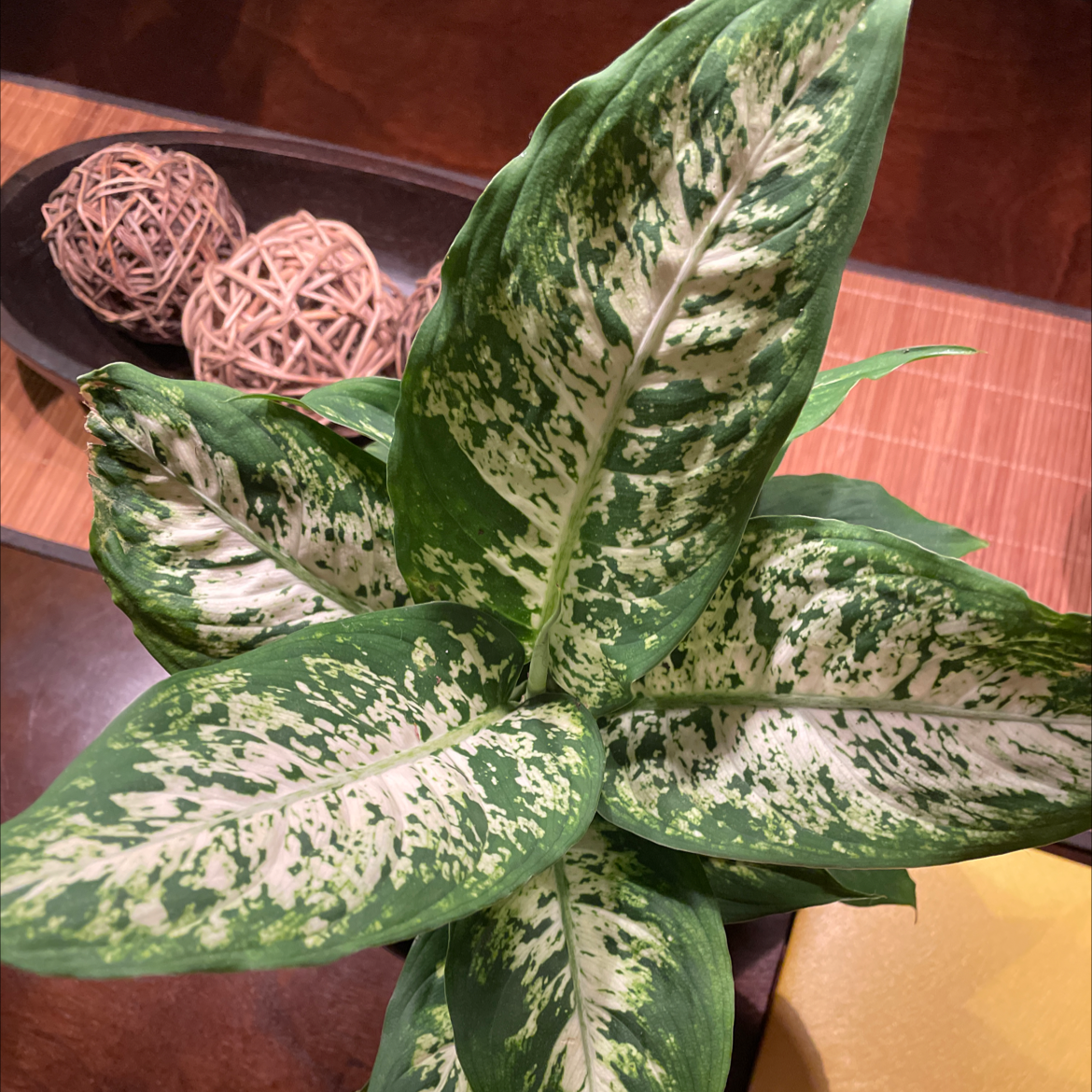 Dieffenbachia 'Compacta' plant with variegated green and white leaves, appears healthy.