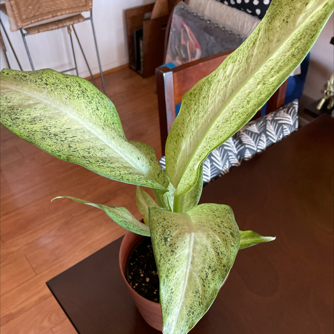 Dieffenbachia 'Camouflage' plant with large, variegated leaves in a pot on a table.