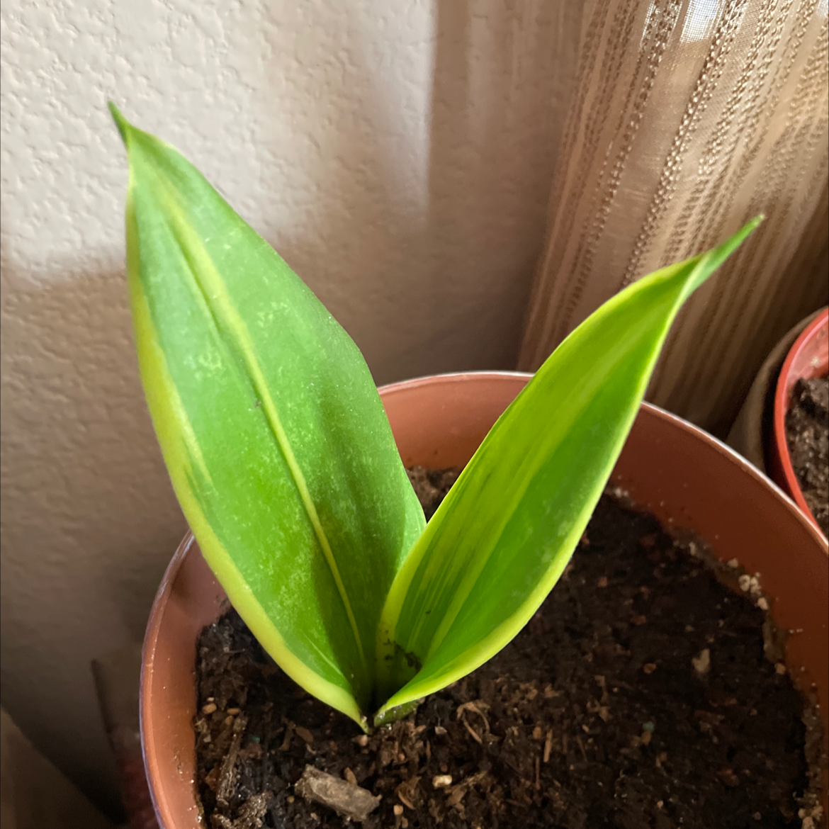 Golden Flame Snake Plant with vibrant green leaves and yellow edges in a pot.