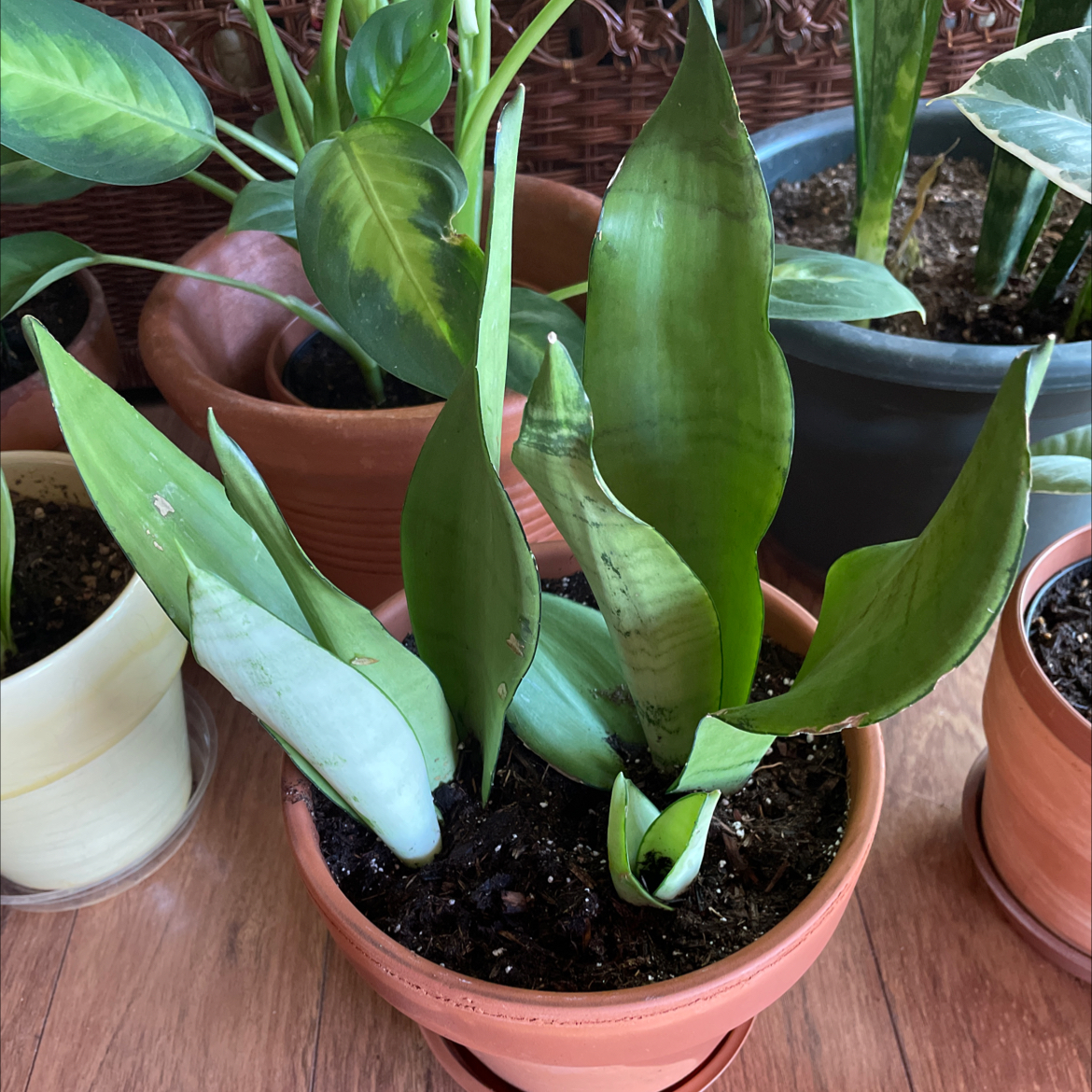 Silver Snake Plant in a terracotta pot with visible soil, surrounded by other plants.
