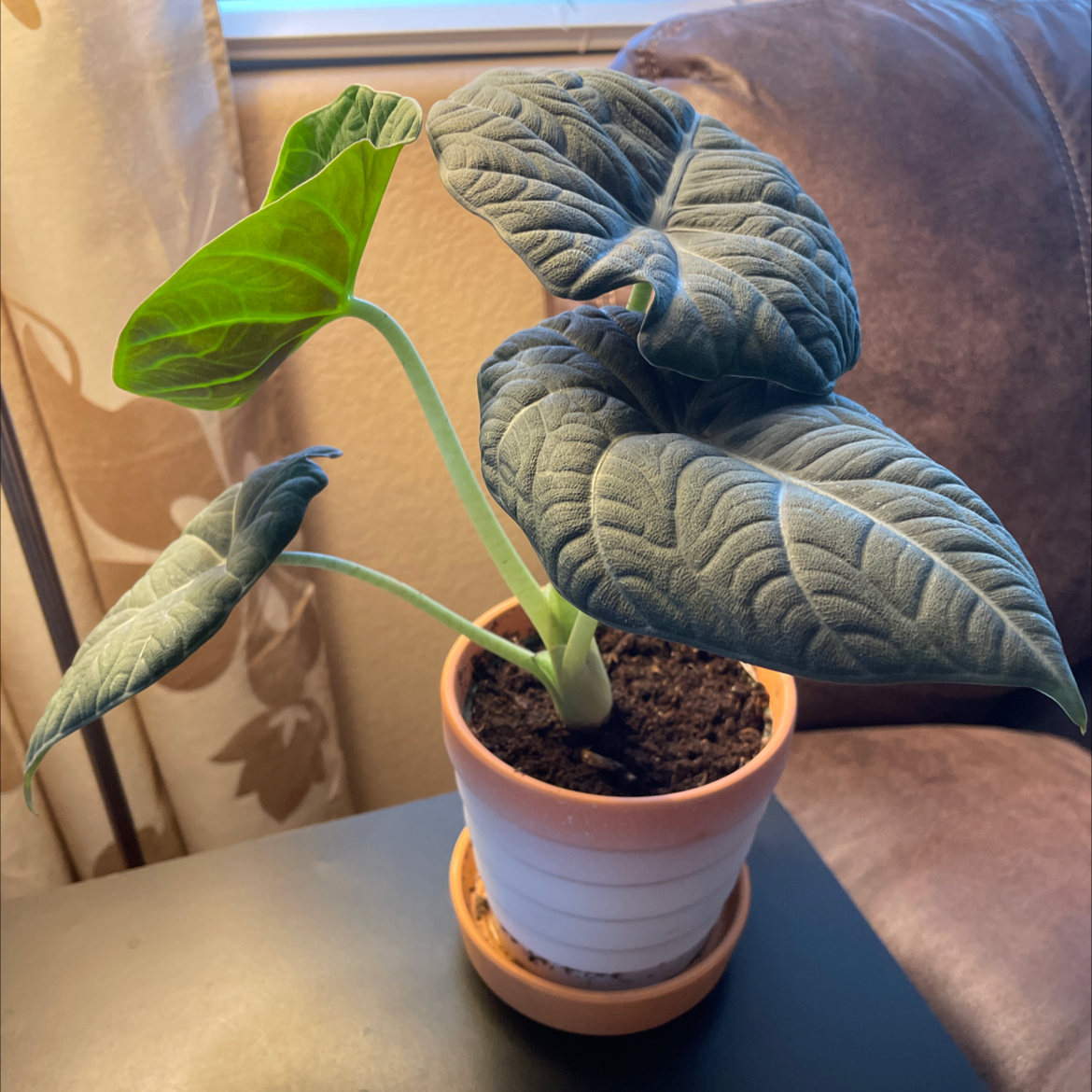 Alocasia 'Maharani' plant in a pot with dark green textured leaves.