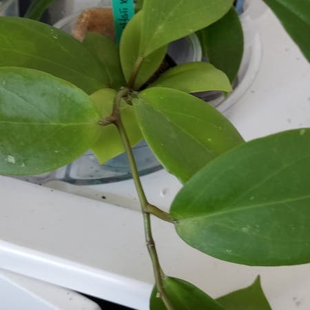 Photo of the plant species Hoya pottsii 'Khao Yai' by Azuritdragonfly named Pottsii X on Greg, the plant care app