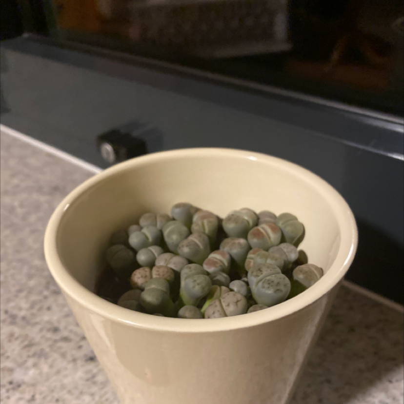 Lithops bromfieldii plant in a small pot, healthy and well-framed.