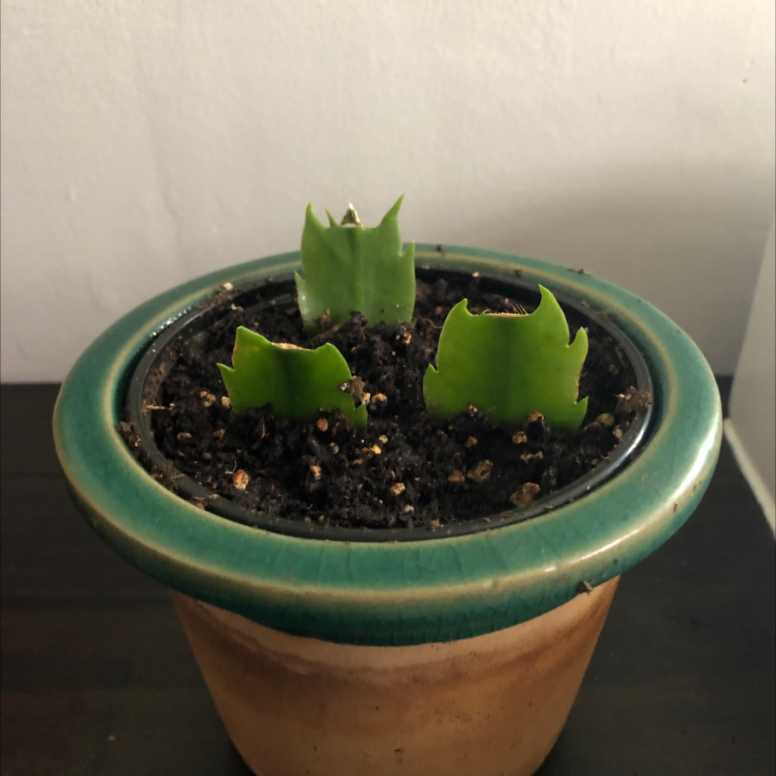Small potted dragonfruit plant with three green shoots emerging from the soil.