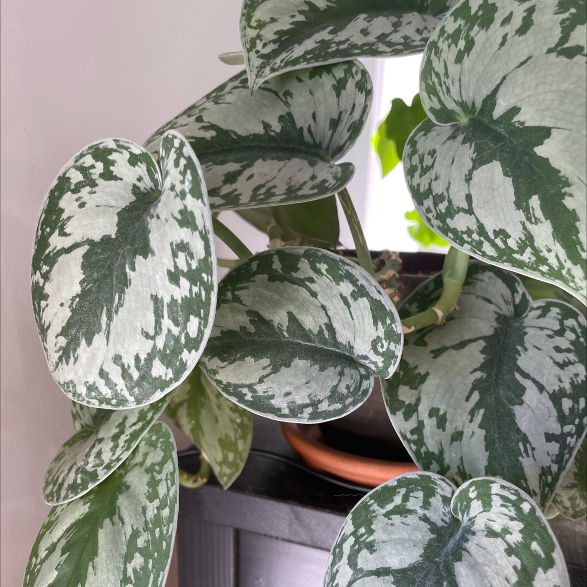 Photo of the plant species Satin Pothos by @thebadromancer named Your plant on Greg, the plant care app