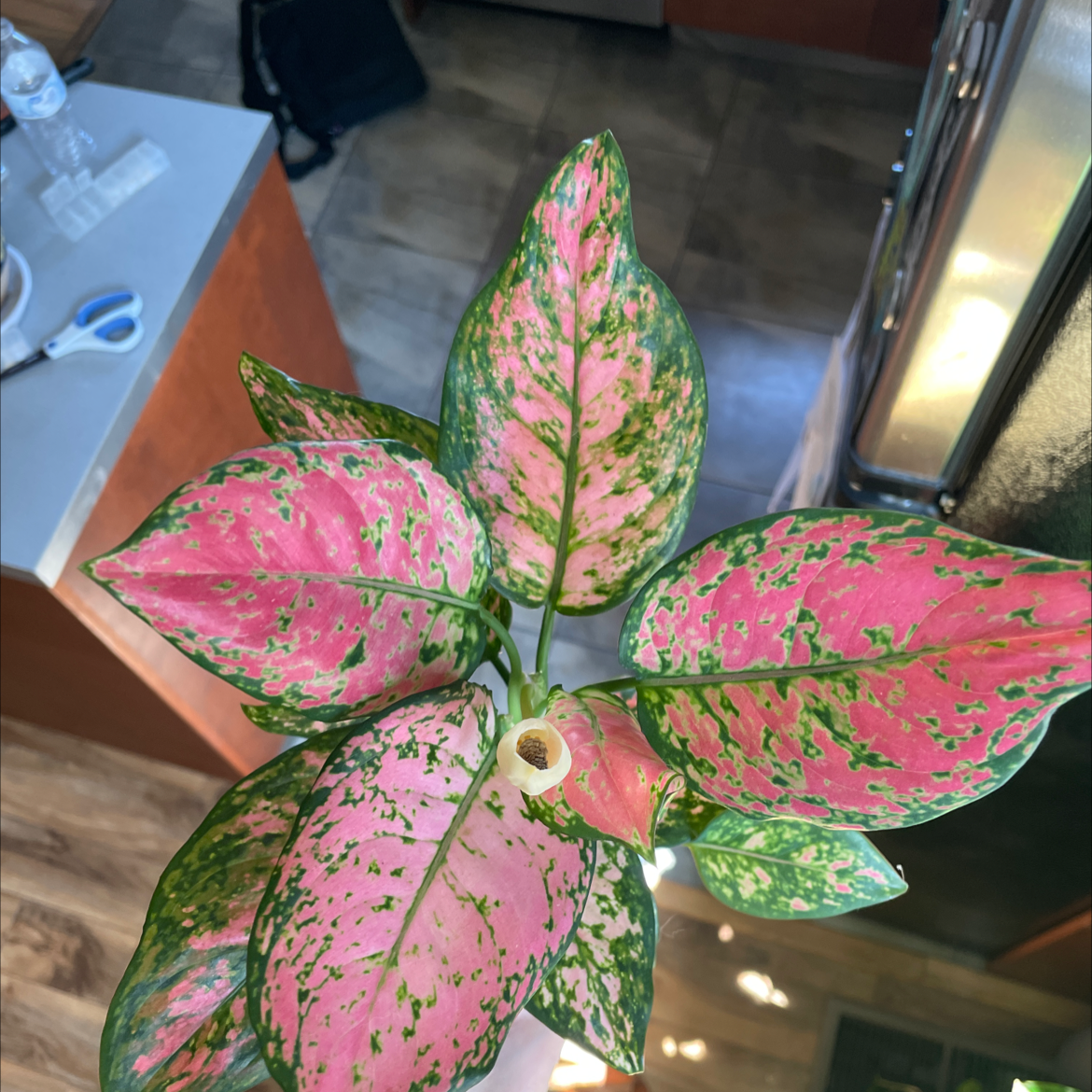 Photo of the plant species Chinese Evergreen Valentine by @thebadromancer named Your plant on Greg, the plant care app
