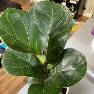 Fiddle Leaf Fig plant in Los Angeles, California
