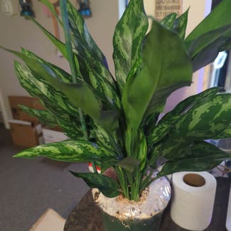 Chinese Evergreen plant in Richfield Township, Michigan