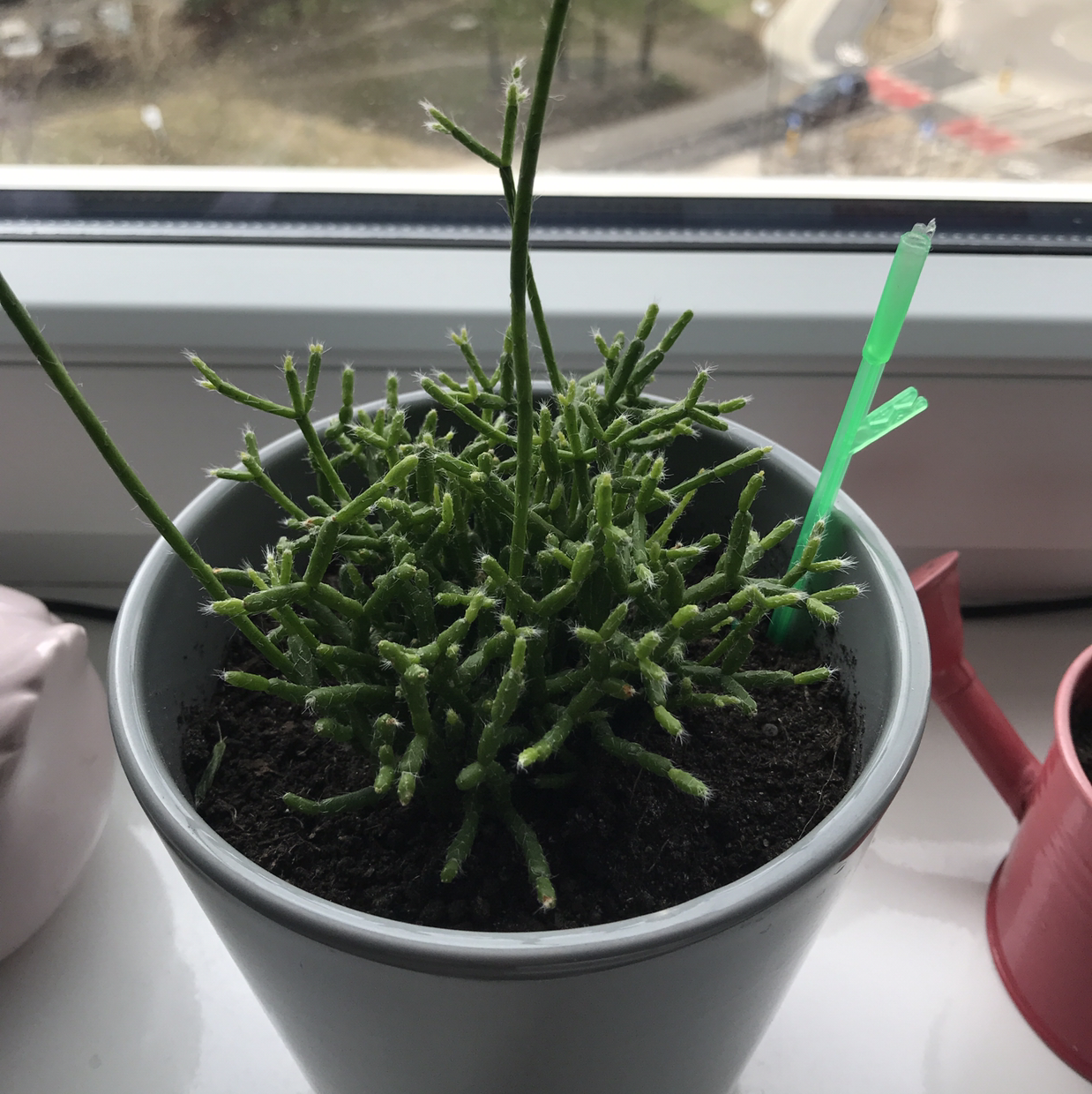 Potted Hairy Stemmed Rhipsalis plant on a windowsill, healthy with visible soil.