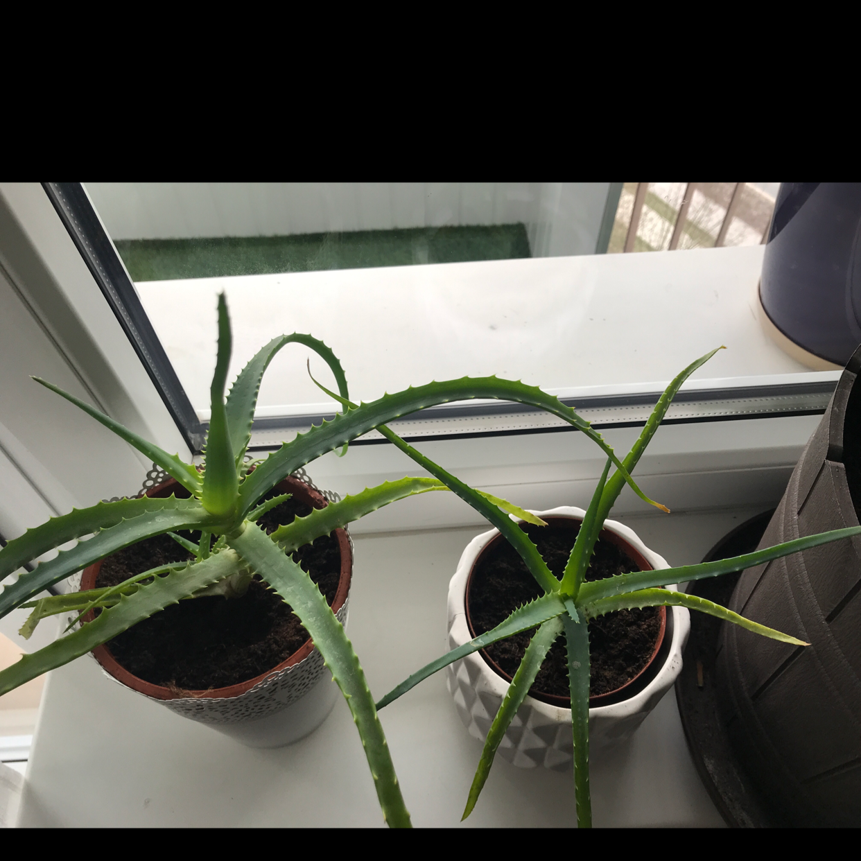 Two potted Candelabra Aloe plants on a windowsill, one with yellowing and browning leaves.