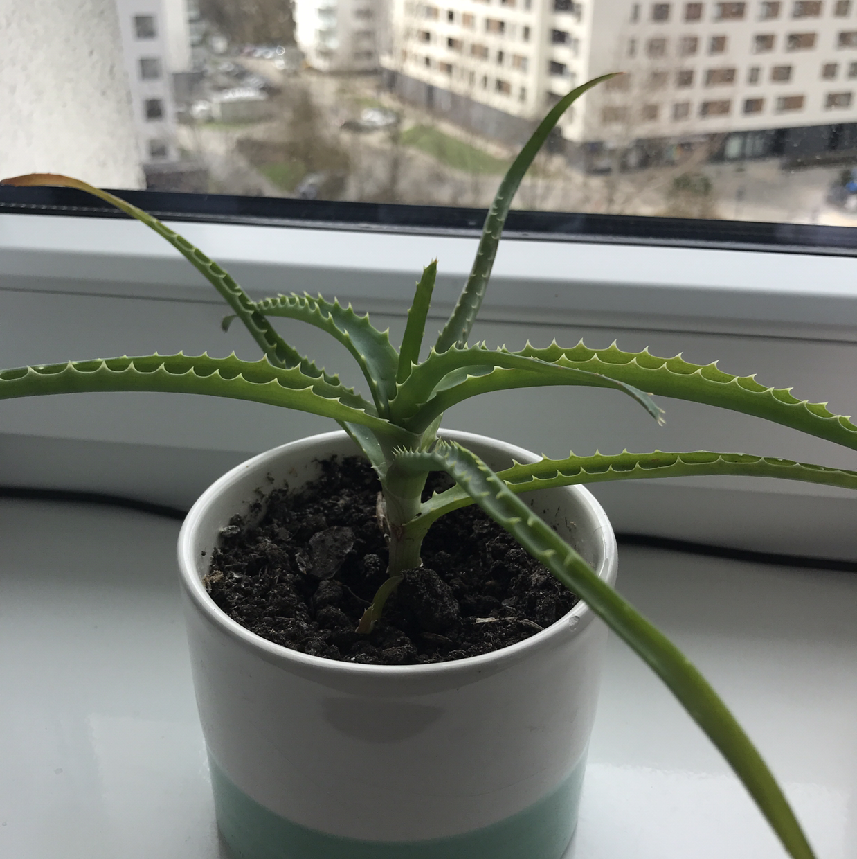 Candelabra Aloe plant in a small pot on a windowsill, appears healthy.