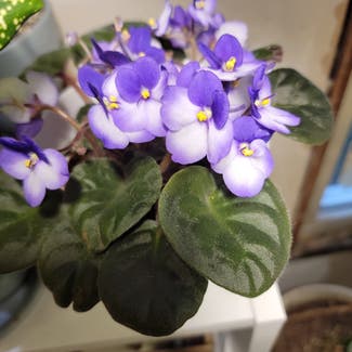 Kenyan Violet plant in Lansing, Michigan