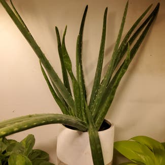 Aloe Vera plant in Lansing, Michigan