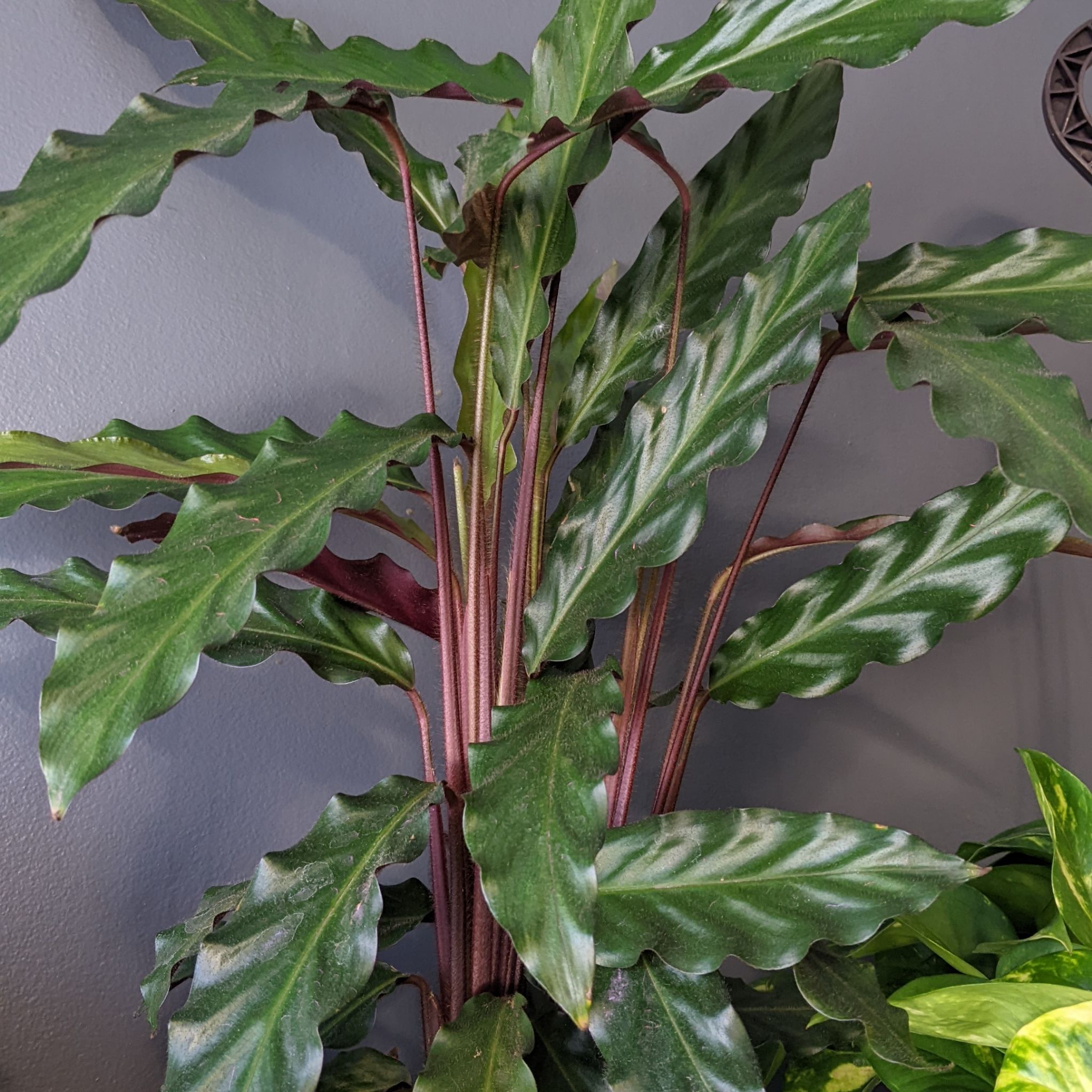 Photo of the plant species Furry Feather Calathea by @CoolEarthball named Fuzzy on Greg, the plant care app