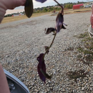 Purple Heart plant in Oklahoma City, Oklahoma