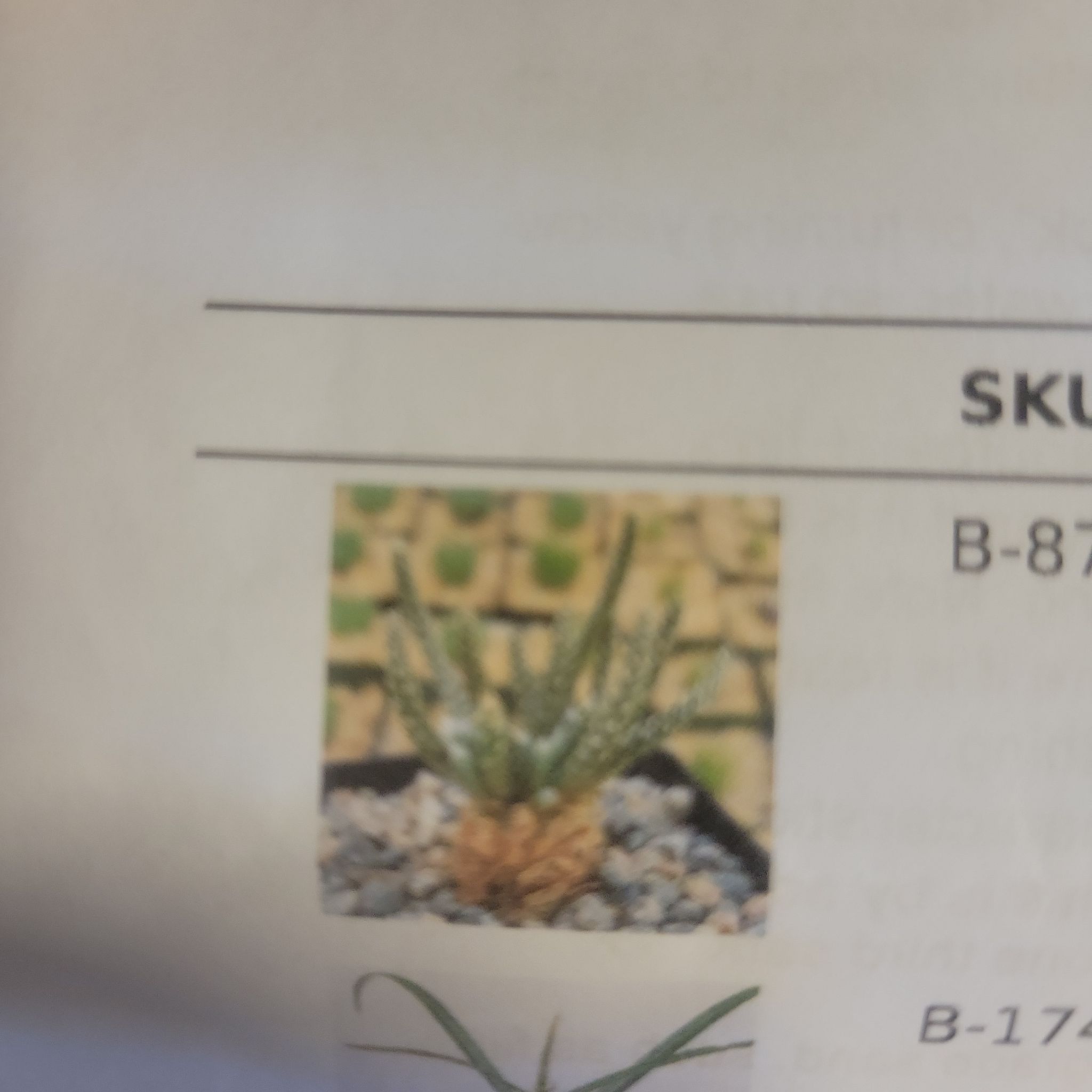 Photo of the plant species Avonia alstonii by @AppealingChia named Avondale quinaria alstonii on Greg, the plant care app