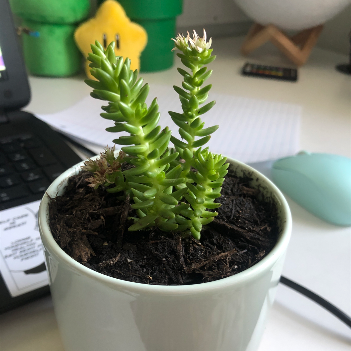 Photo of the plant species Cotyledon batesii by @nictac2 named LITTLE MAN on Greg, the plant care app