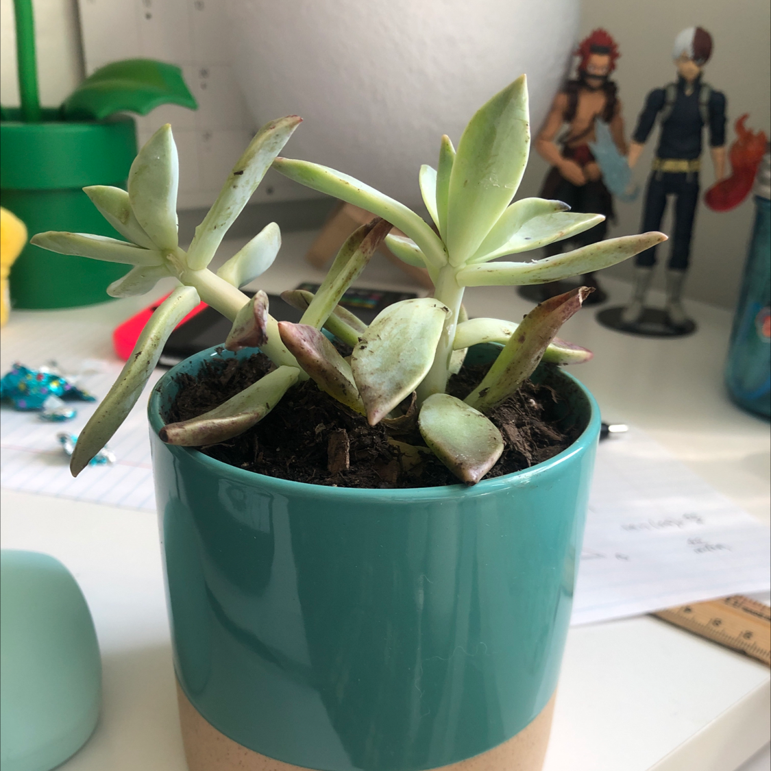 Photo of the plant species Candy Cane Crassula by @nictac2 named lady gaga on Greg, the plant care app