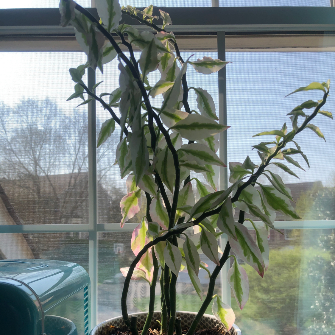 Photo of the plant species Japanese Poinsettia by @nictac2 named scoliosis￼ on Greg, the plant care app