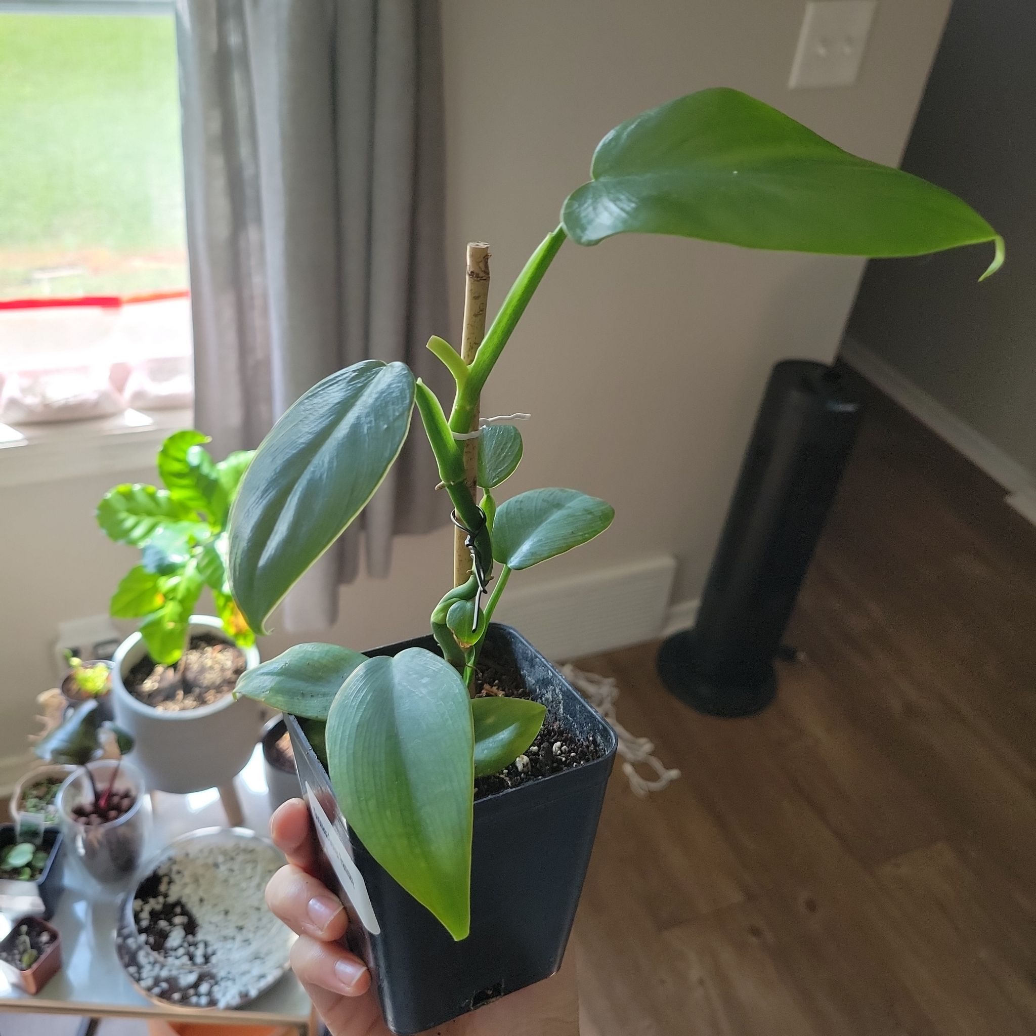 Photo of the plant species silver sword by @EnchantingLime named Silver Sword on Greg, the plant care app
