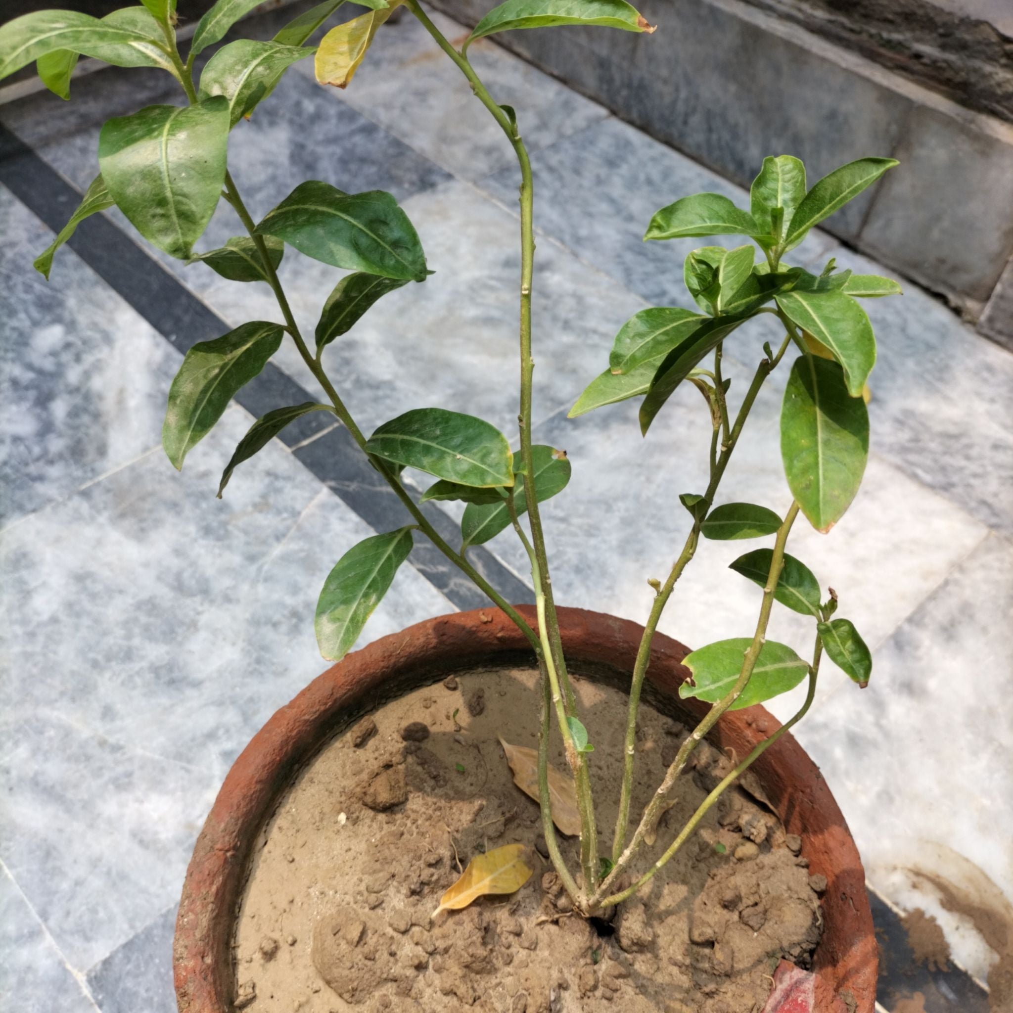 🌙 Why Are There Brown Spots on My Nightblooming Jasmine?