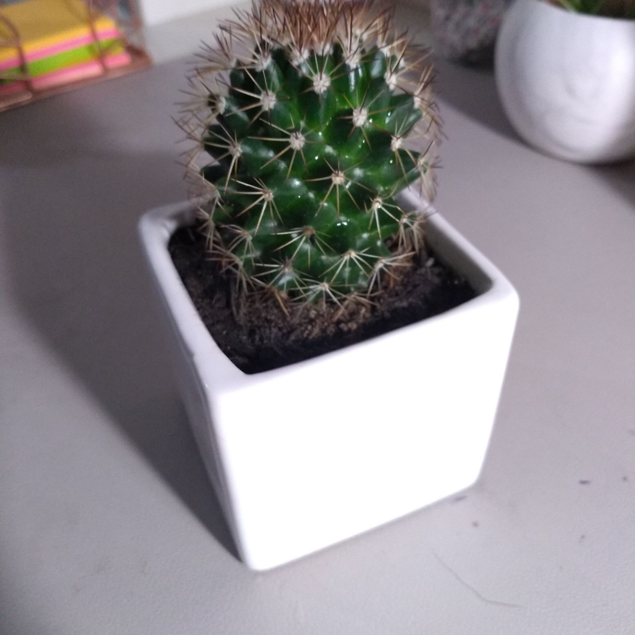 Photo of the plant species Pincushion cactus by @BeamingAnahaw named prickles on Greg, the plant care app